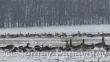 Video of Red-breasted goose - Red-breasted Goose eating grass in winter snow fields